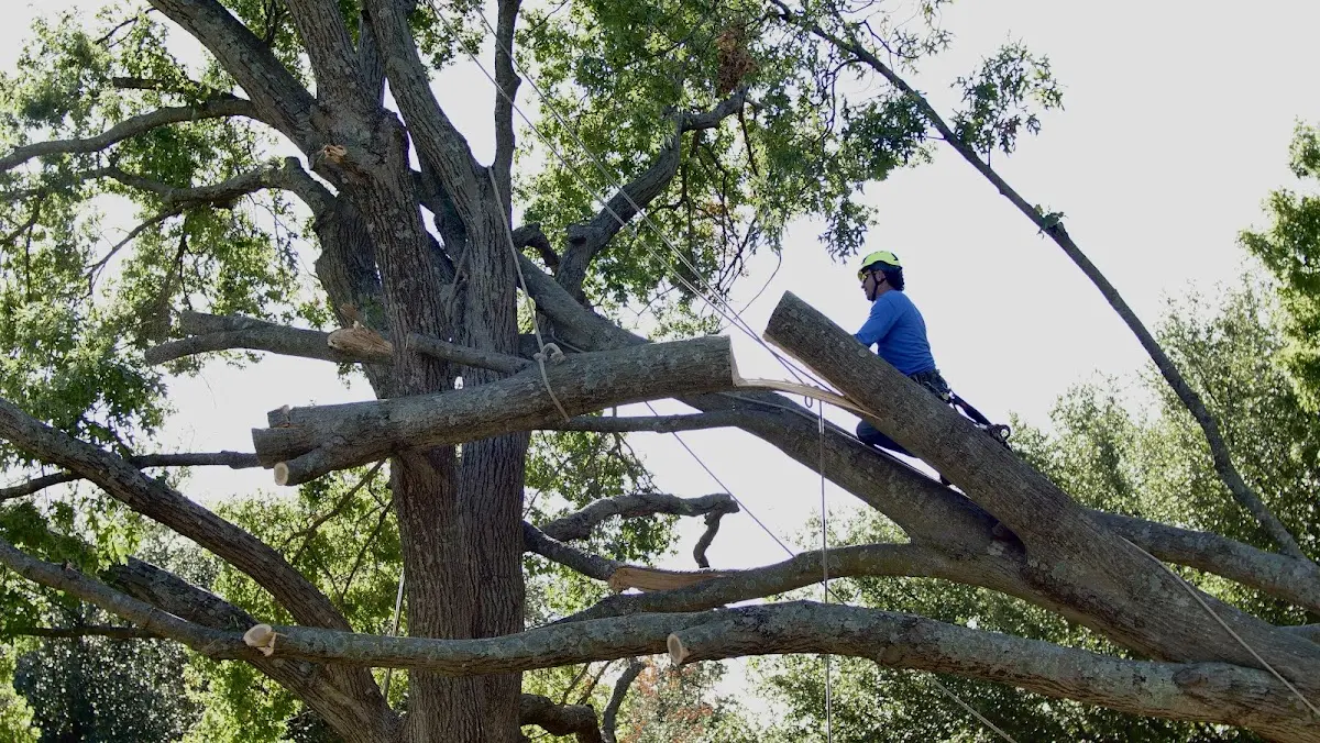 Professional Crown Thinning performed by certified arborists in Barco